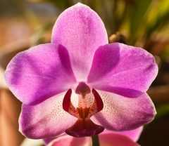 Orchidee im Sonnenschein