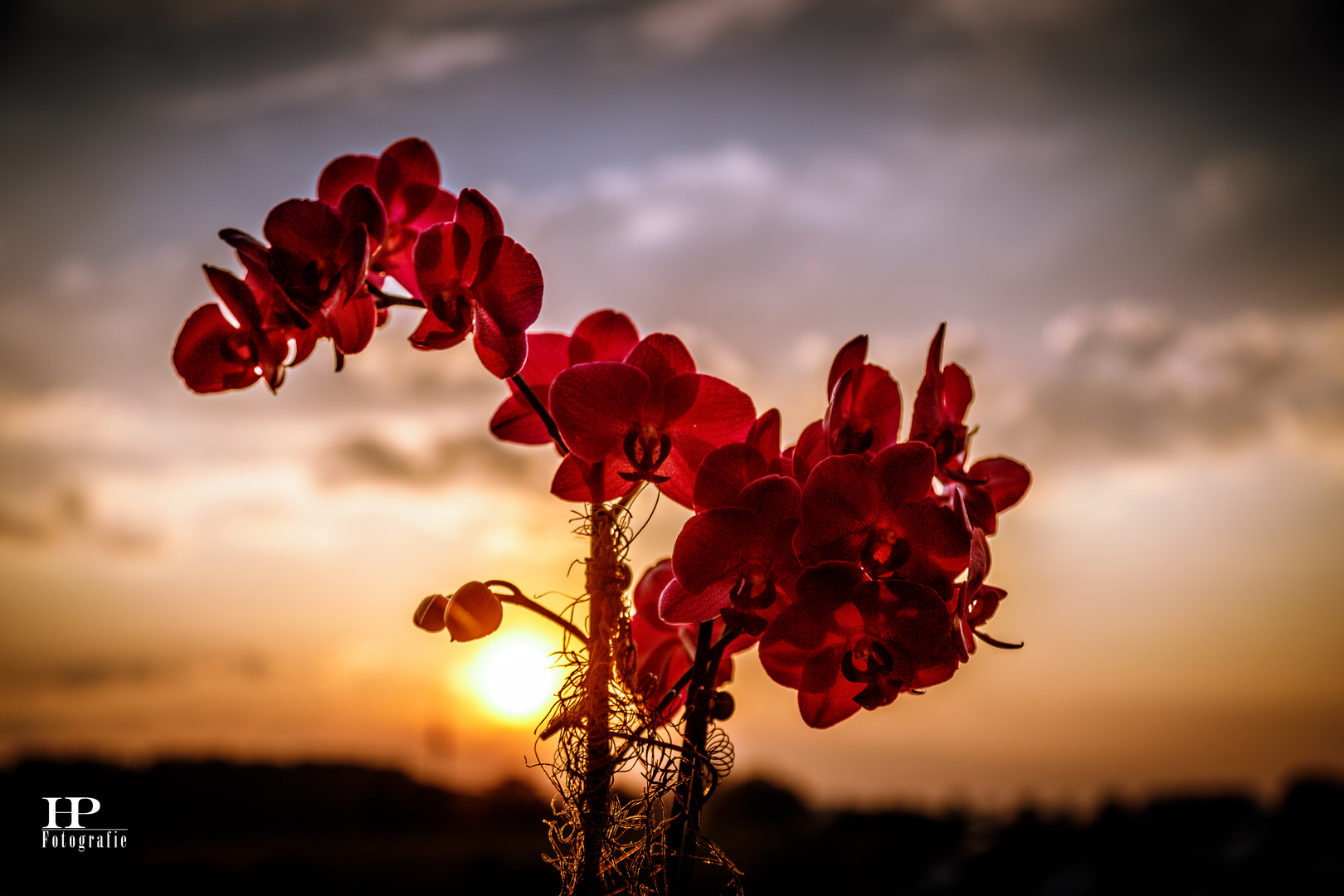 Orchidee im Sonnenuntergang