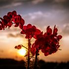 Orchidee im Sonnenuntergang