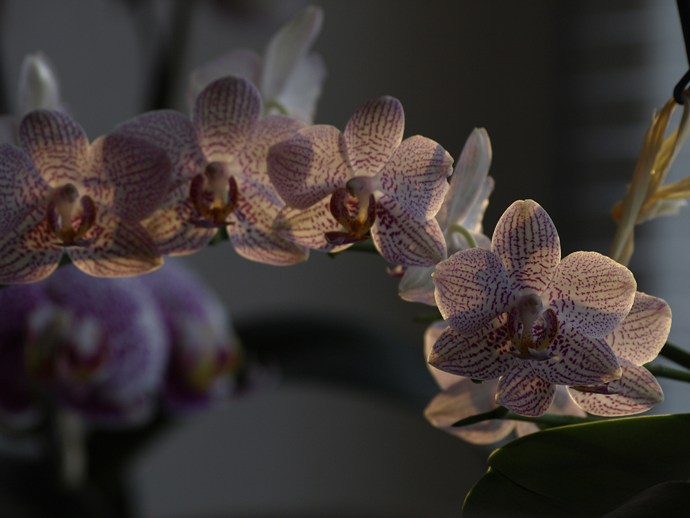 Orchidee im spätem Abendlicht