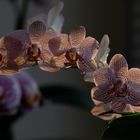 Orchidee im spätem Abendlicht