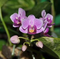 Orchidee im Terrarium 1