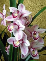 orchidee im treppenhaus