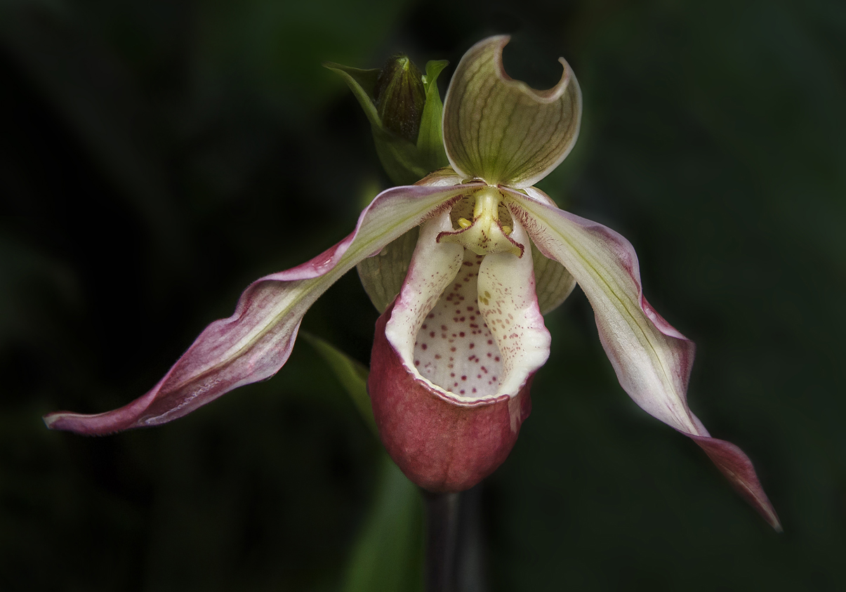 Orchidee im Tropenhaus