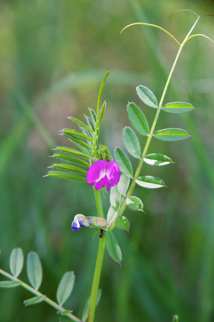 Orchidee im Wald