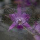 Orchidee im Wasser