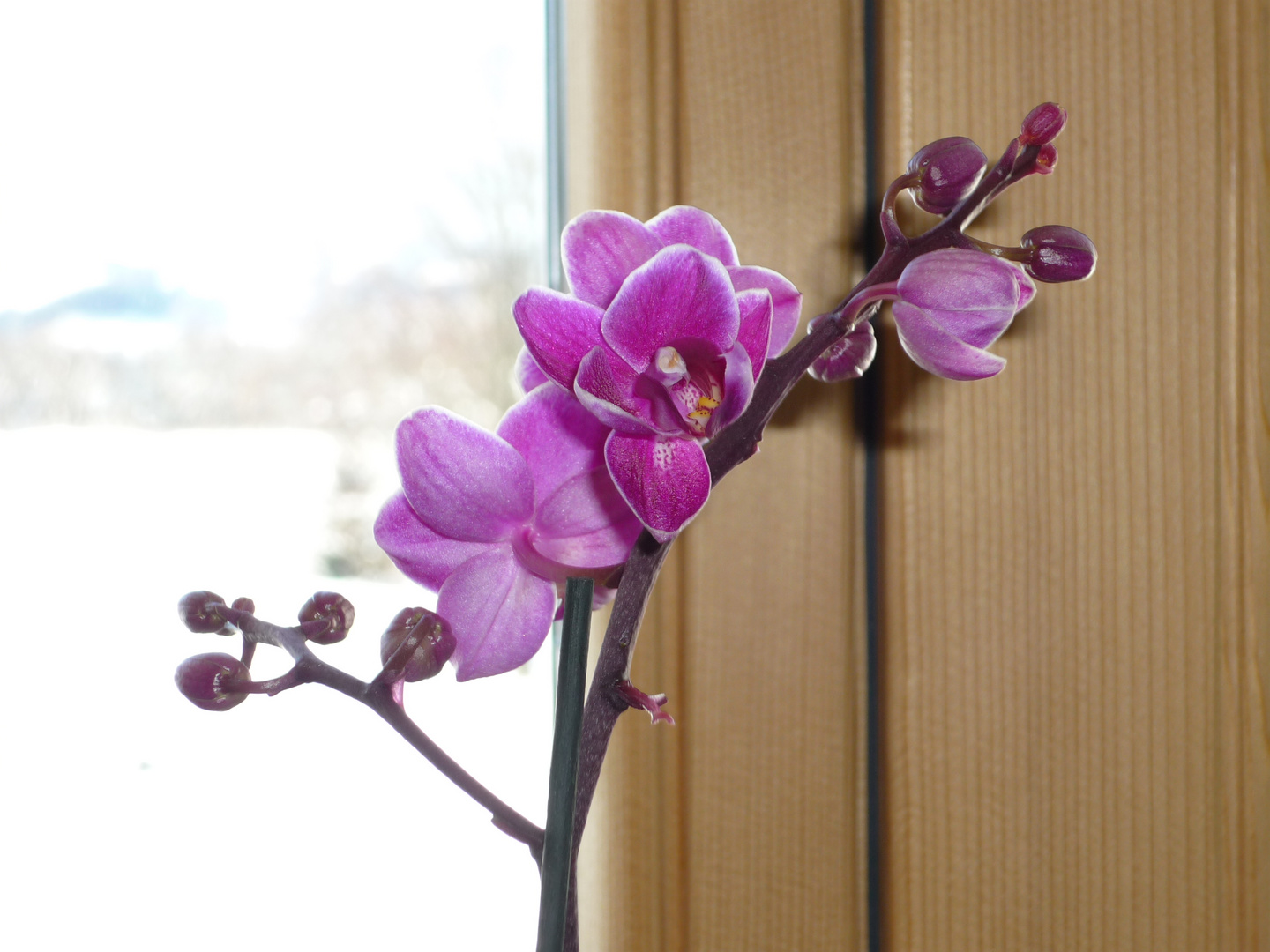 Orchidee im Winter (erster Versuch)