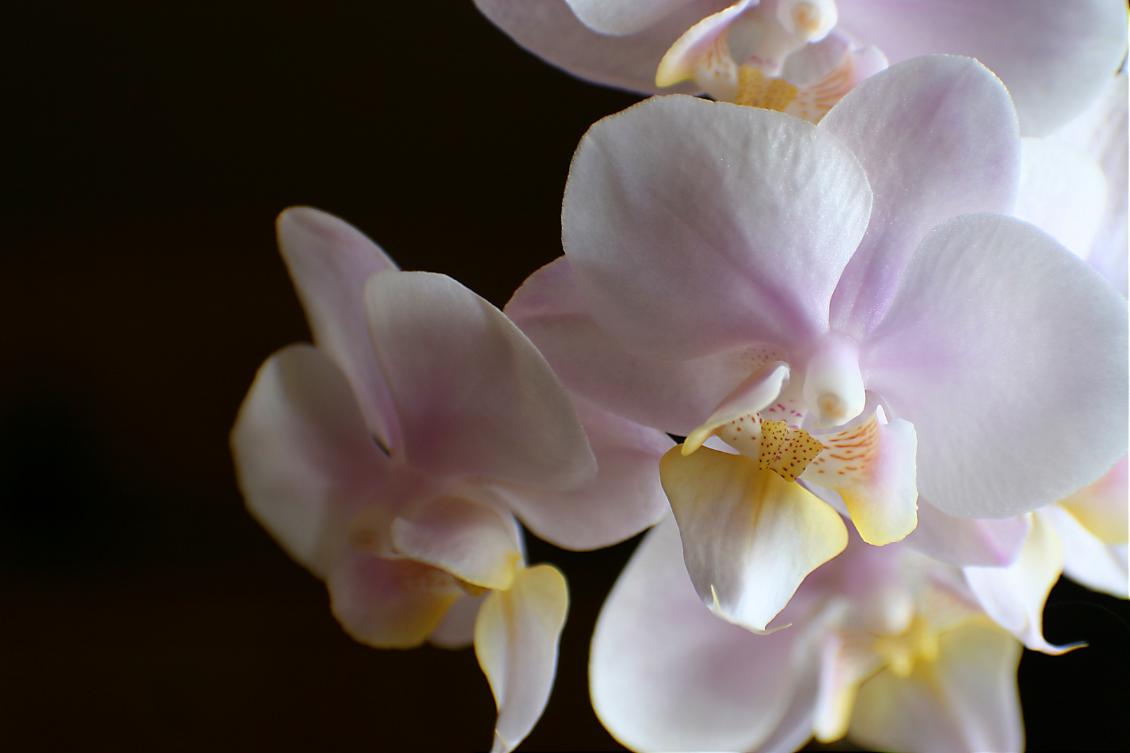 Orchidee im Wohnraum