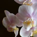 Orchidee im Wohnraum