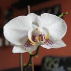 Orchidee im Wohnzimmer 1 . Versuch