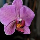 Orchidee im Wohnzimmer