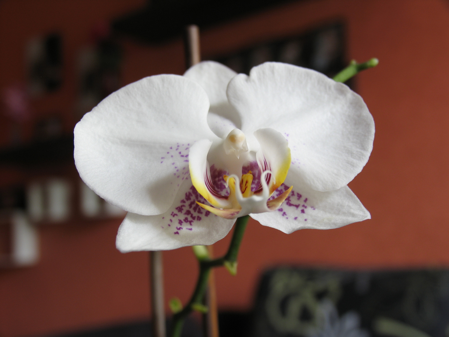 Orchidee im Wohnzimmer