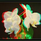 Orchidee in 3D