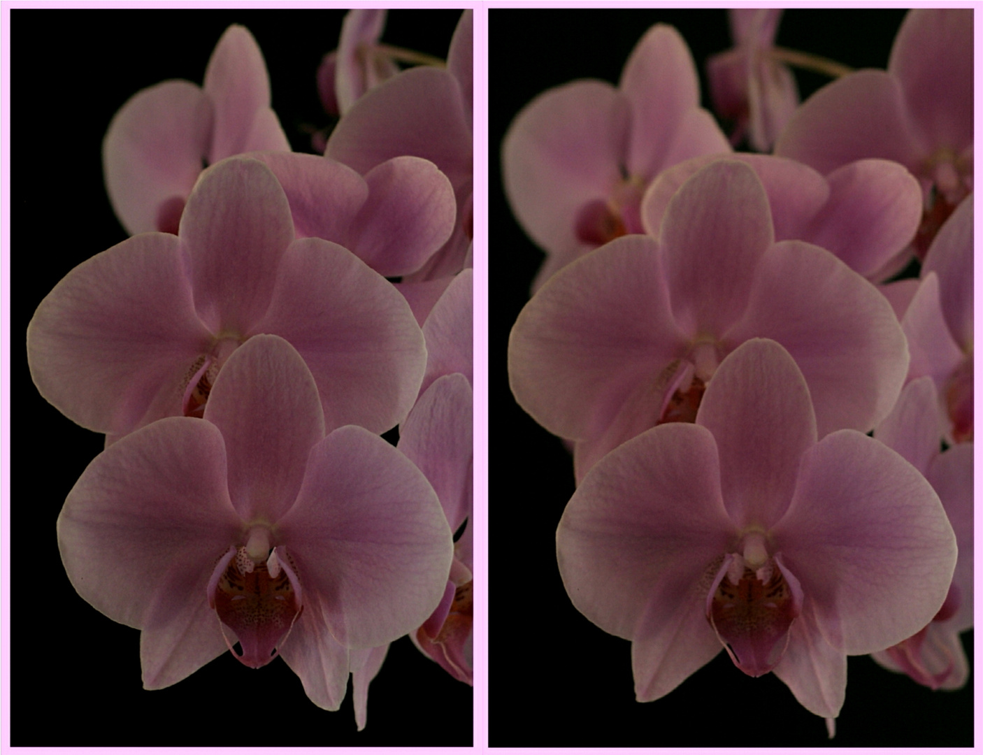 Orchidee in 3D