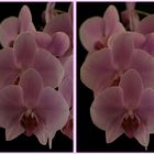 Orchidee in 3D