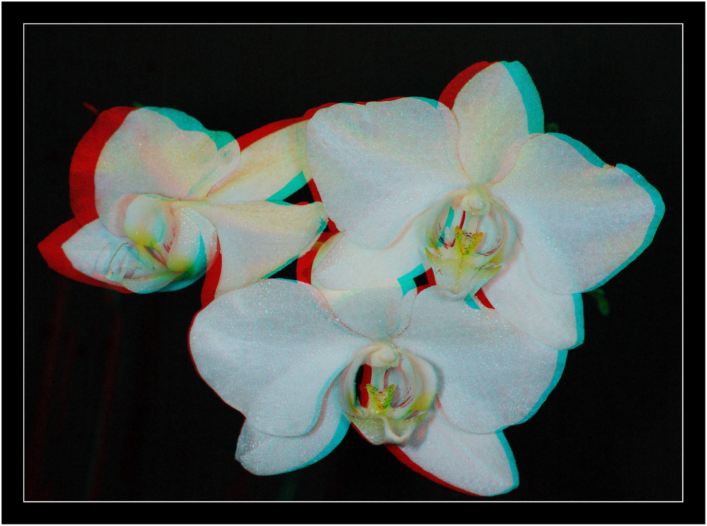 Orchidee in 3D