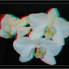 Orchidee in 3D