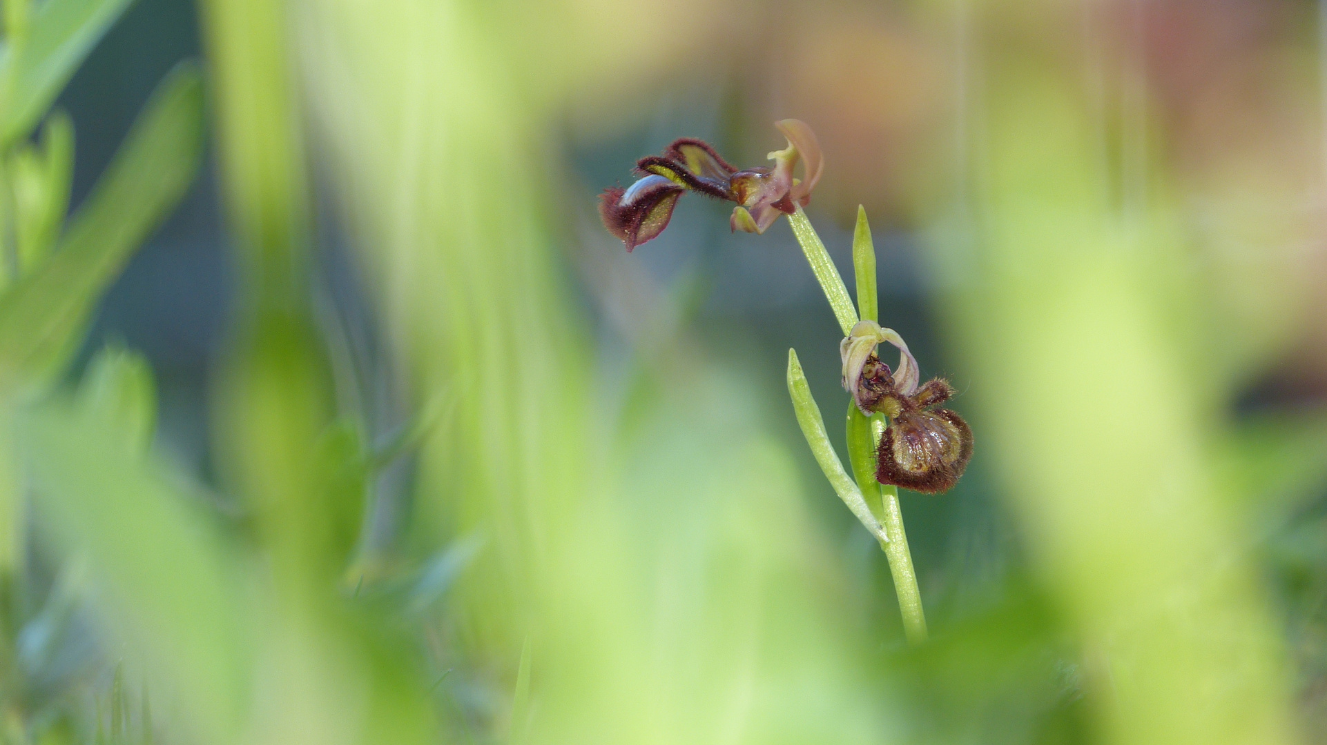 Orchidee in Andalusien