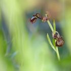 Orchidee in Andalusien