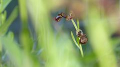 Orchidee in Andalusien