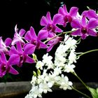 orchidee in bangkok