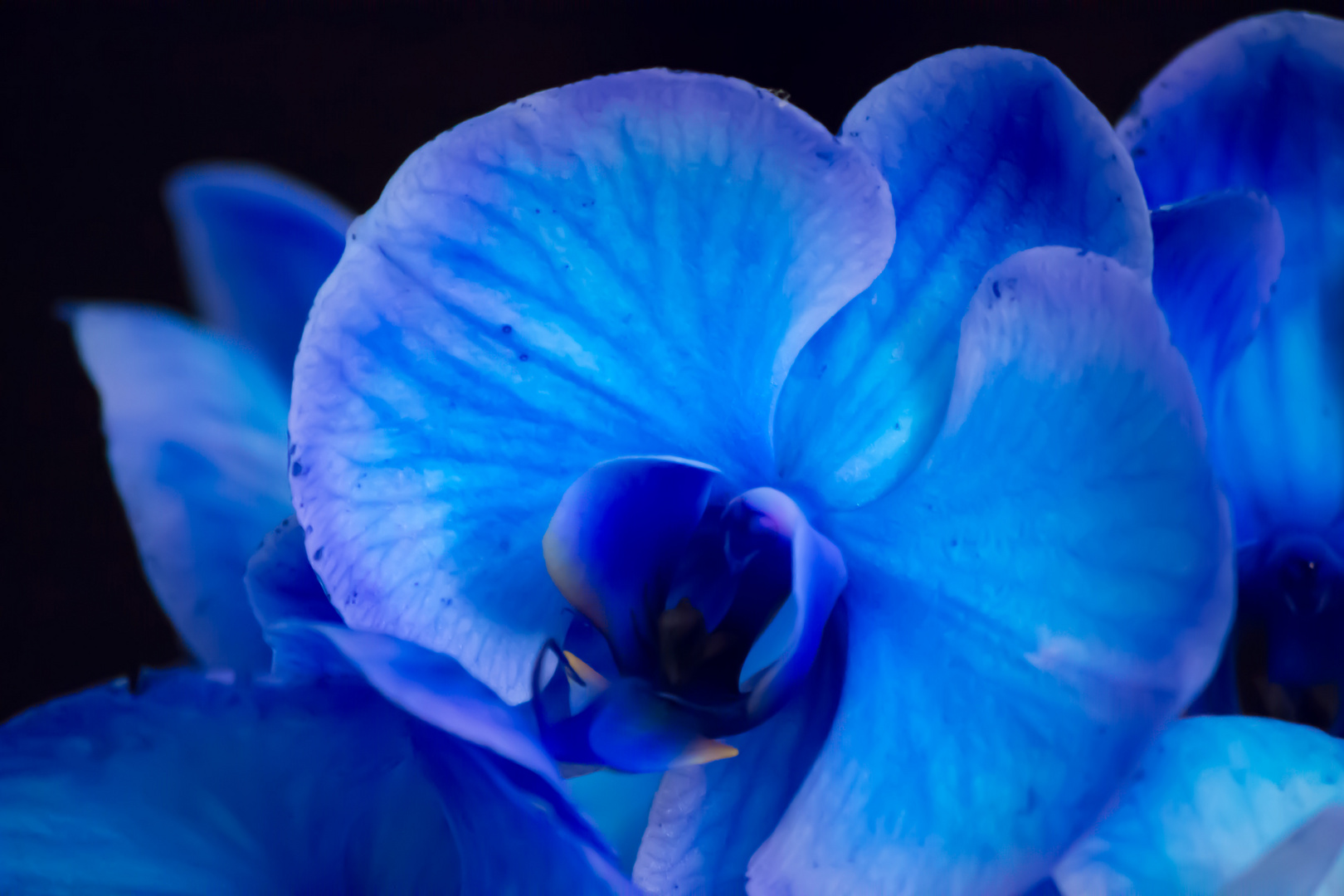 Orchidee in blau