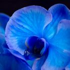 Orchidee in blau