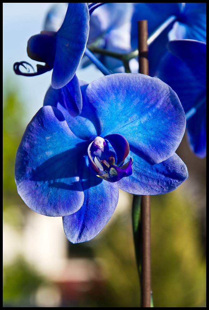 Orchidee in blau