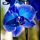 Orchidee in blau