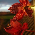 Orchidee in der Abendsonne