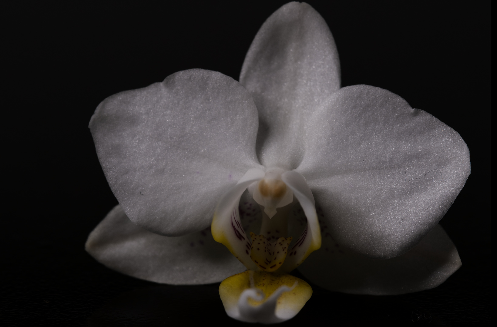 Orchidee in der Fotobox