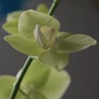 Orchidee in der Nachmittagssonne - diesmal in gelb