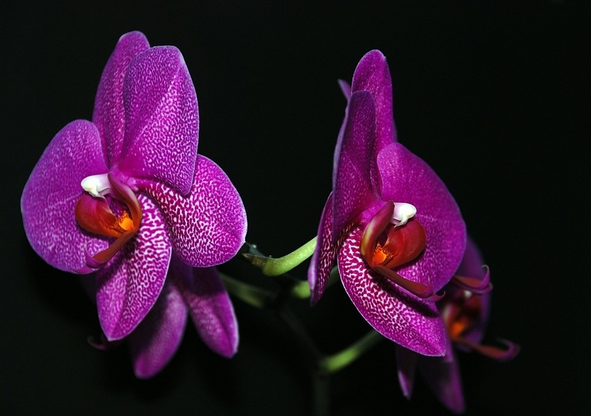 Orchidee in der Nacht