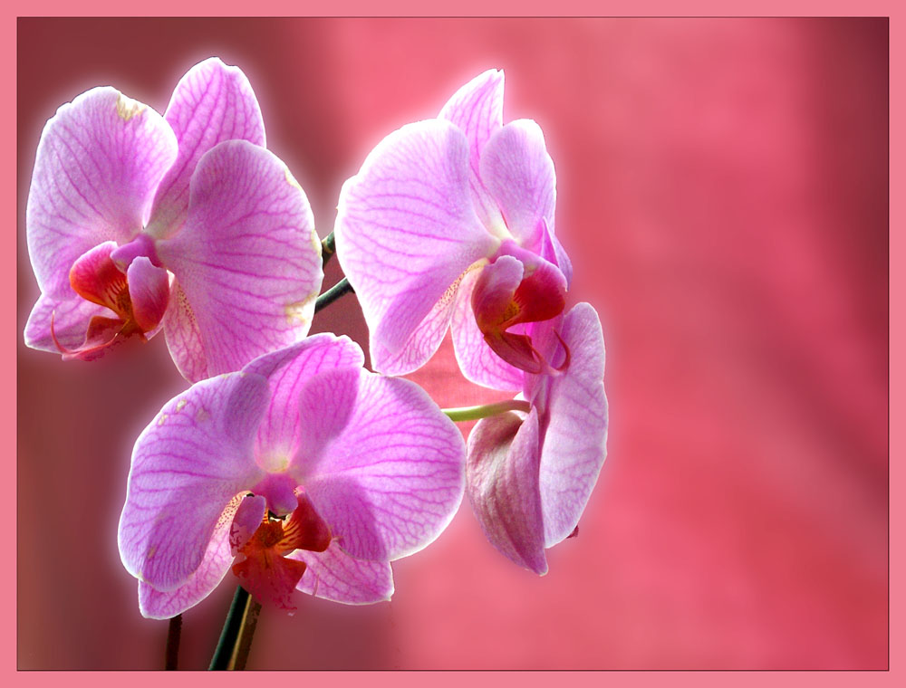 Orchidee in der Stille