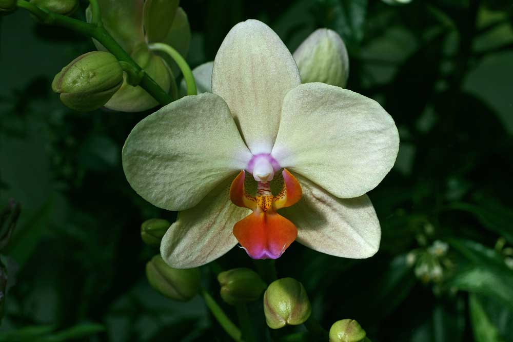 Orchidee in der Wilhelma