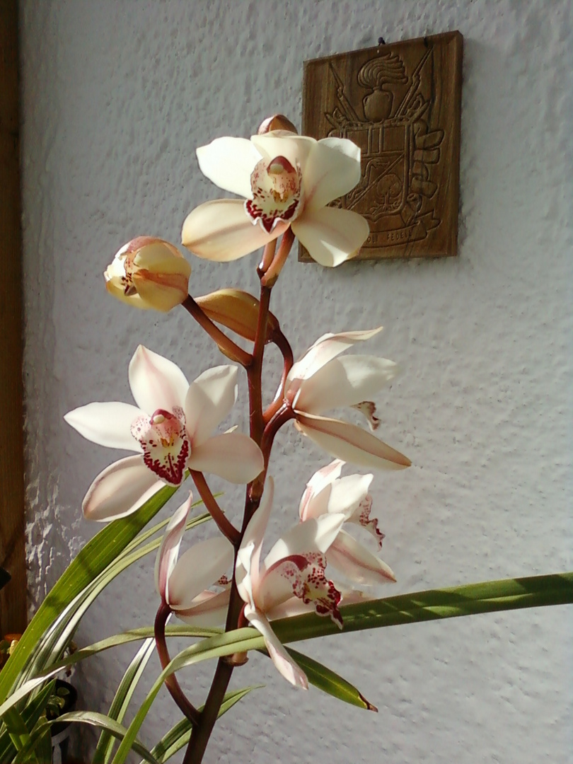 orchidee in dicember