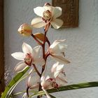 orchidee in dicember