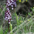 Orchidee in Eguilles leider etwas unscharf