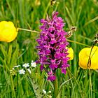 Orchidee in einer Wildblumenwiese