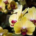 Orchidee in gelb