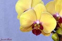 Orchidee in Gelb..
