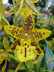 Orchidee in Gelb mit Gesicht :-)