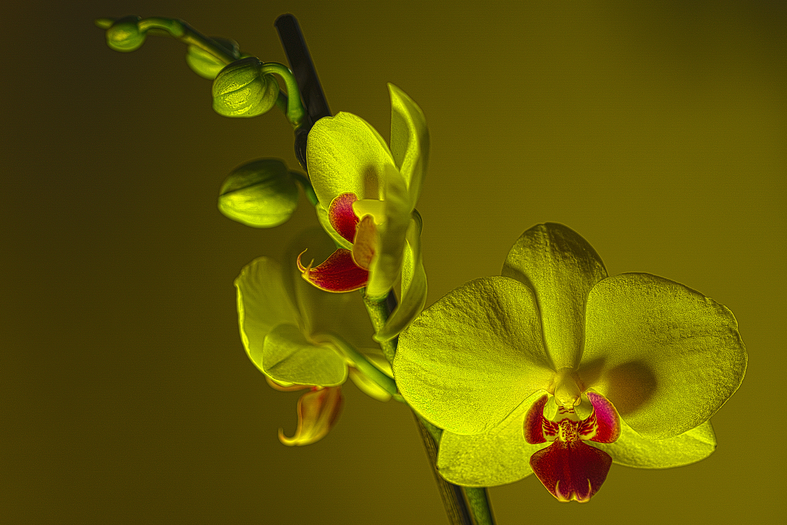 Orchidee in HDR