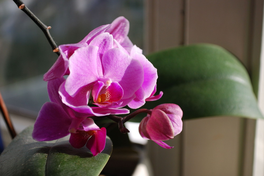 Orchidee in Herbstsonne