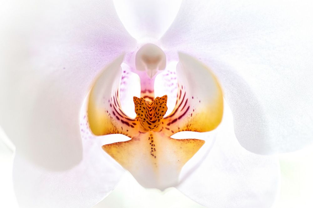 Orchidee in High Key