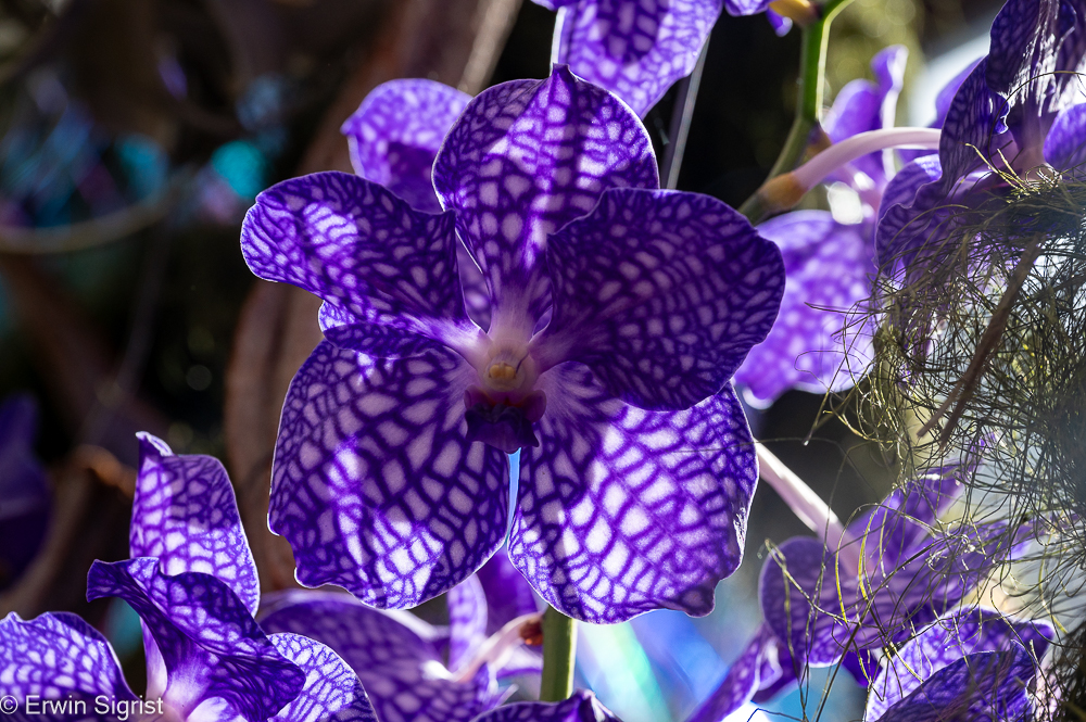 Orchidee in Keukenhof (Niederlande)