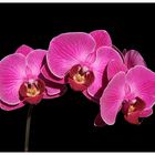 Orchidee in lila