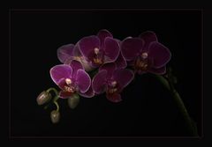 Orchidee in Low Key