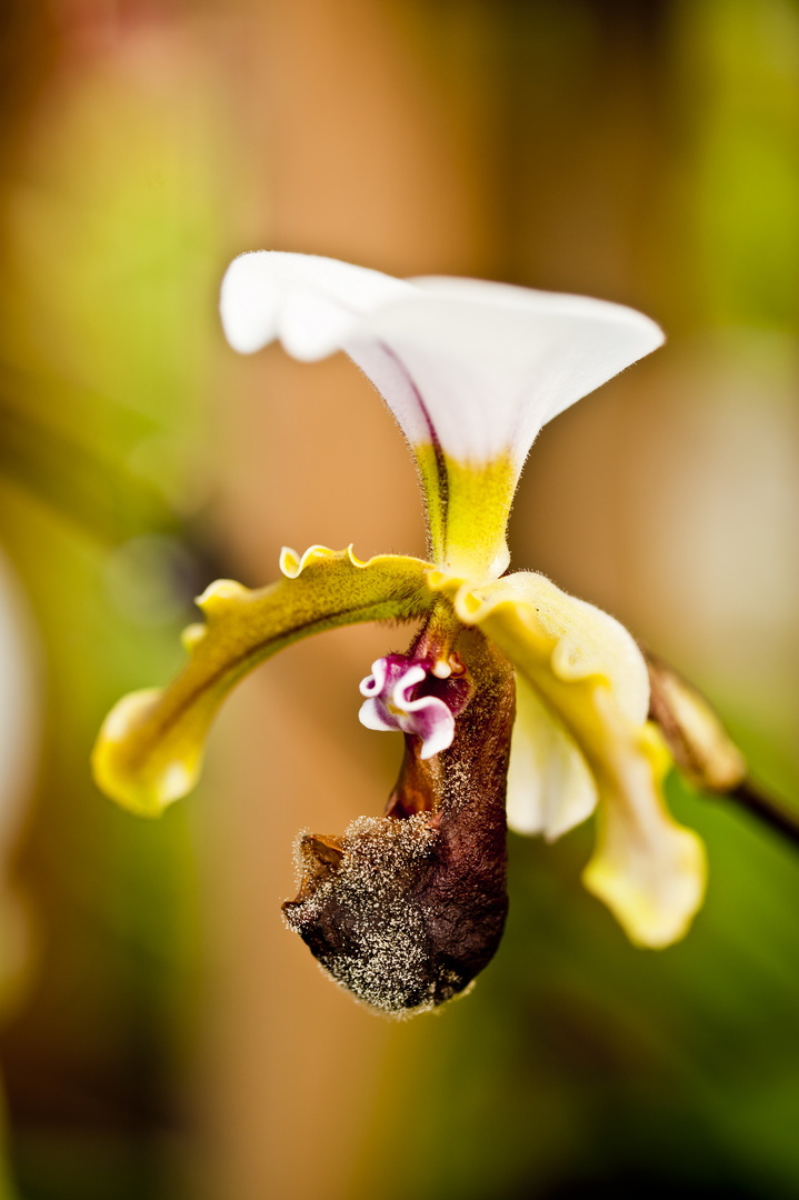 Orchidee in Macro