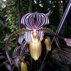 Orchidee in majestätischer Erscheinung